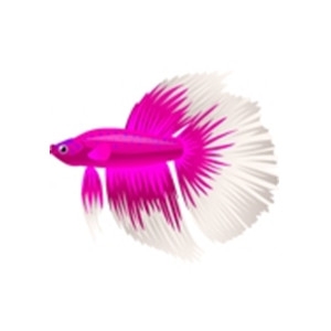 Pink Halfmoon Betta